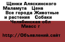 Щенки Аляскинского Маламута › Цена ­ 10 000 - Все города Животные и растения » Собаки   . Челябинская обл.,Миасс г.